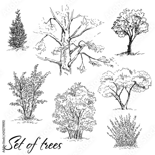 Hand drawn set of trees. Vector illustration.