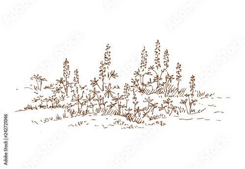 Hand drawn lupine flowers. Summer bouquet with wild flowers. Sketch, vector illustration.