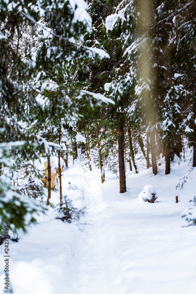 Fototapeta premium Trail way in the snow covered russian forest