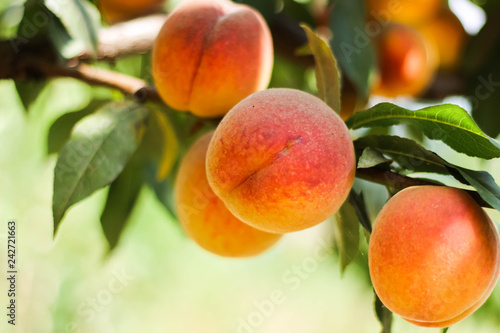 ripe peach on branch