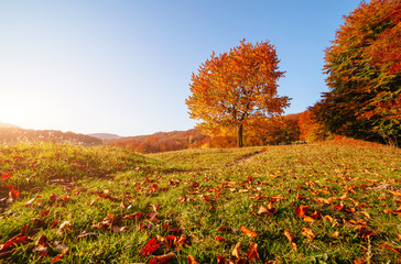 Shiny beech tree on a hill slope with sunny beams. Location Carpathians, Ukraine, Europe.