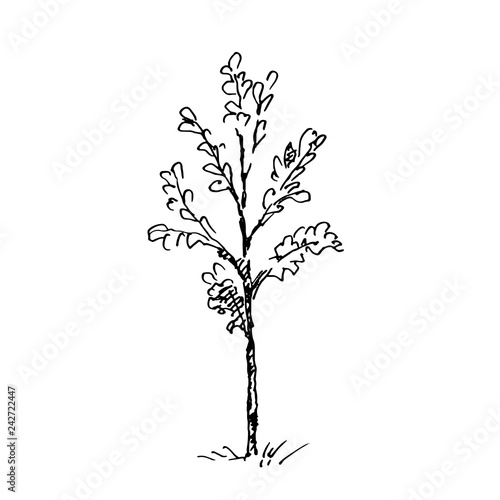 Hand drawn little tree. Vector illustration.