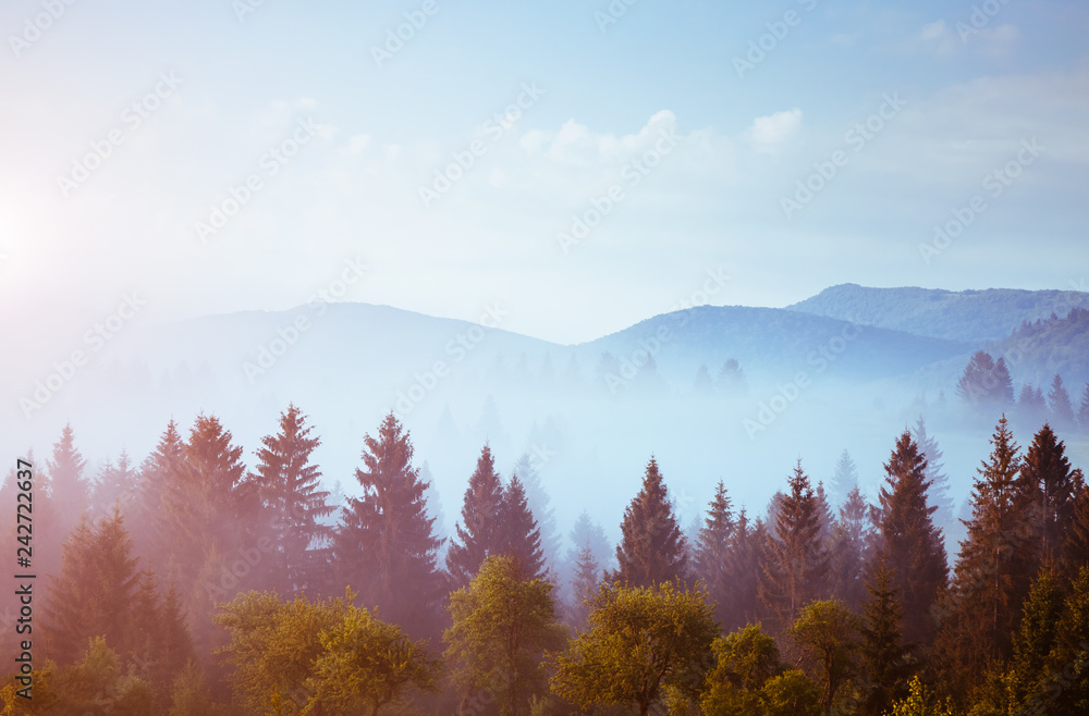 Great view of the spruces in sunlight at twilight. Location place Carpathian, Ukraine, Europe.