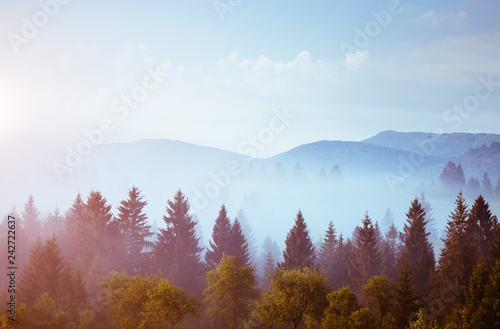 Great view of the spruces in sunlight at twilight. Location place Carpathian, Ukraine, Europe. © Leonid Tit