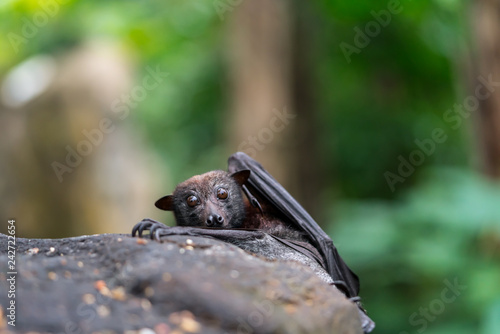 Flying fox looking over the edge of a rock
