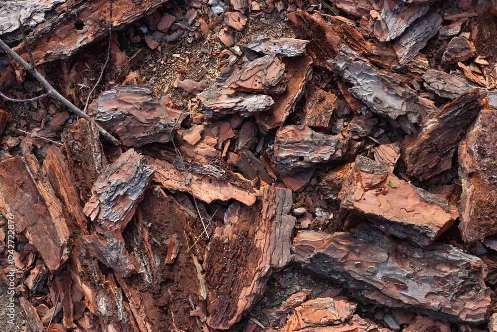bark of a tree bark of a tree