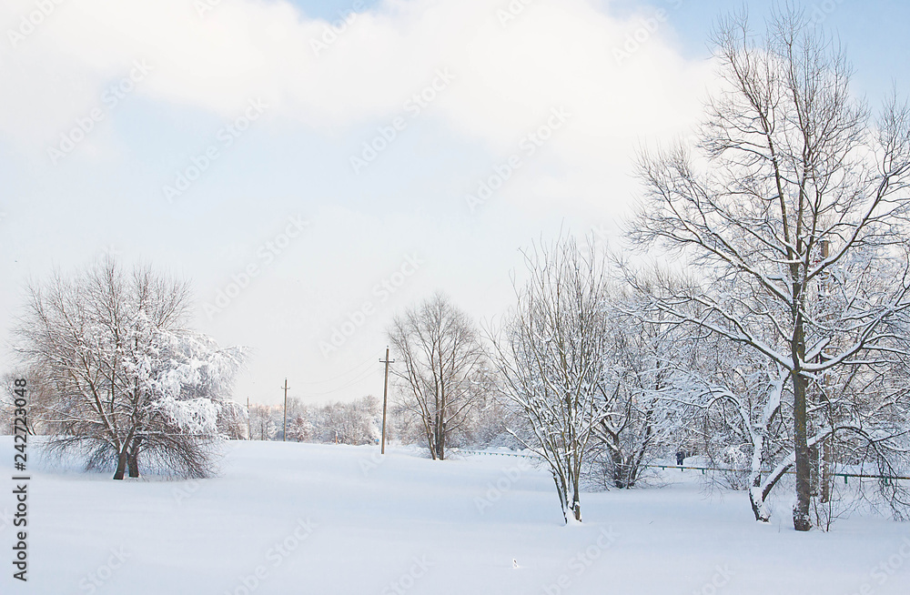 snow covered trees and street lights in winter snow covered trees and street lights in winter