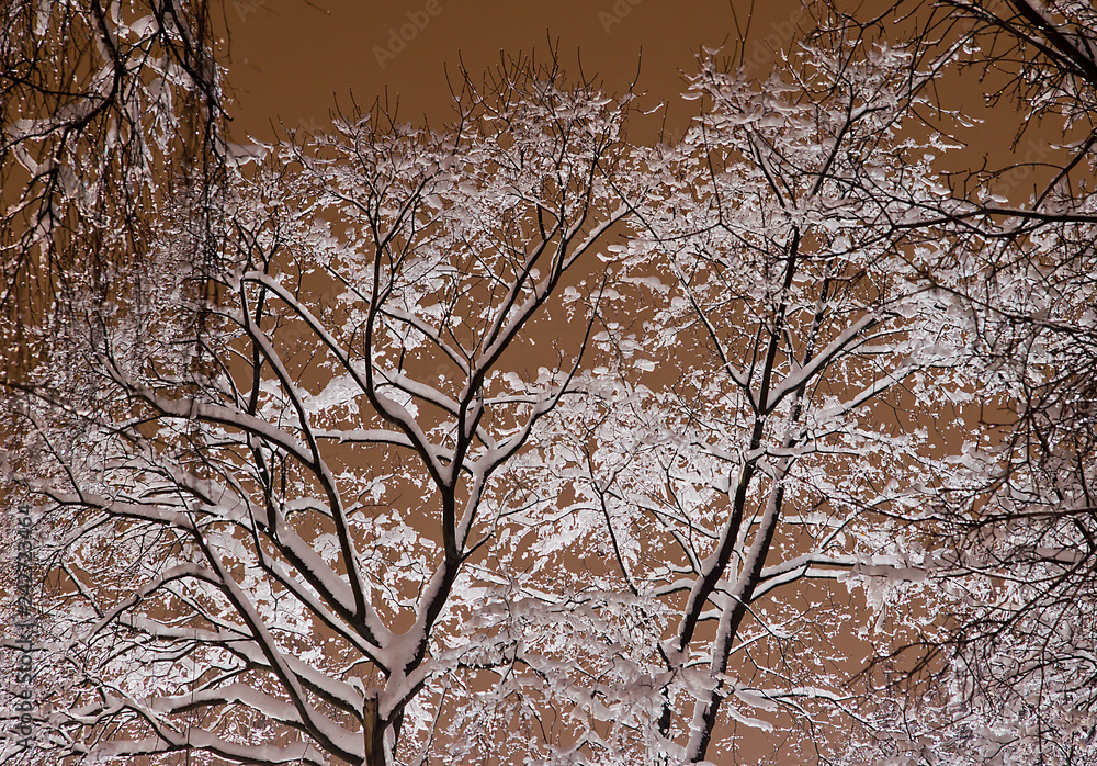 snow covered trees branches in the light of street lamp