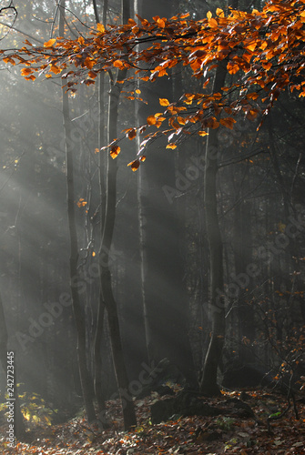 autumn, beauty, scenery, climat, cumulus clouds, autumn, natural, ncoming, scenic, sun, sunny, day,  travel, rays, idyllic, sunshine, sunlight, season, weather, wood, scenery,  photo