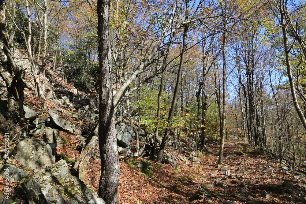 Fototapeta premium Tall trees in the forest