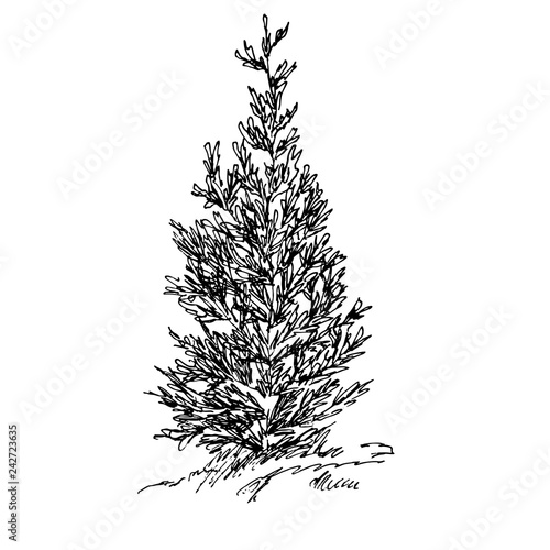 Hand drawn cypress. Sketch, vector illustration isolated on white background.