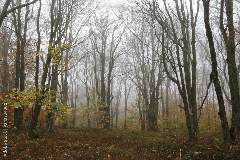 Fog creates a scary scene in the wilderness Fog creates a scary scene in the wilderness