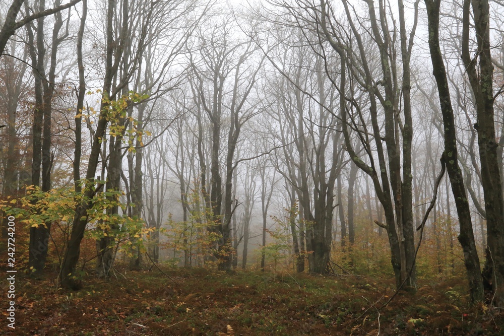 Fog creates a scary scene in the wilderness