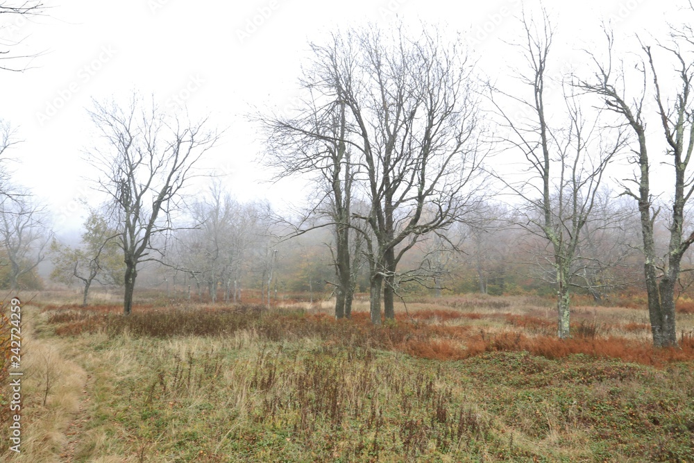 Heavy fog limits visibility in the rural park Heavy fog limits visibility in the rural park