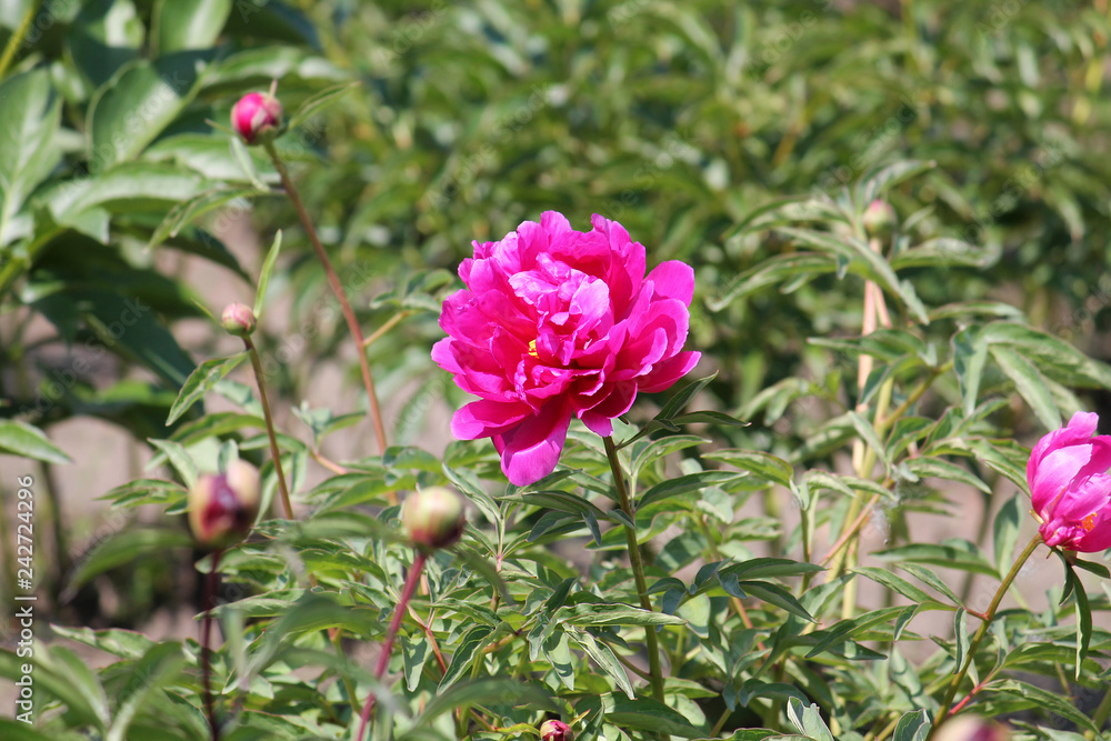 Pink peony flowers. Cultivar from double flowered garden group Pink peony flowers. Cultivar from double flowered garden group