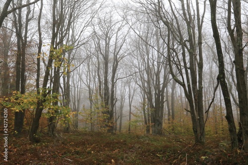 Fog creates a scary scene in the wilderness