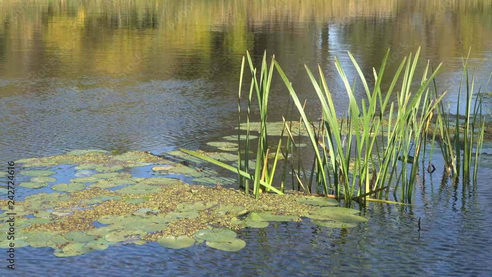 reflection of stalks of reeds on the surface of the water in the river. reflection of stalks of reeds on the surface of the water in the river.