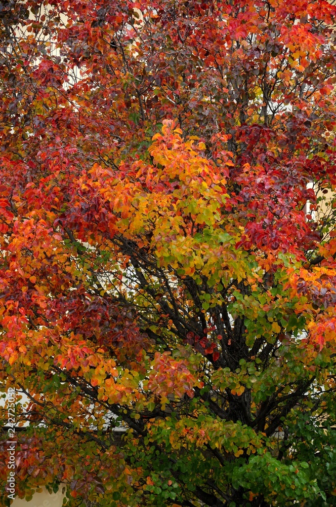 red and yellow leaves on a tree during autumn season.
