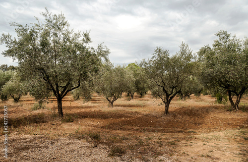 Olive trees in France on a cloudy day