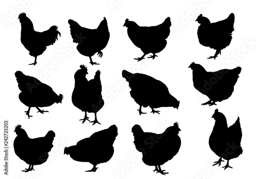 Set realistic silhouettes of three hens or chickens, pecking and walking, vector photo