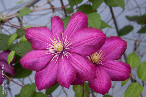 Magenta clematis