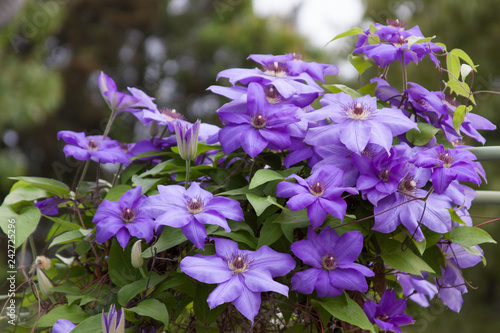 Purple clematis