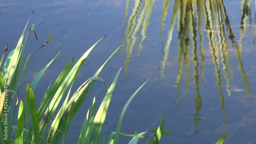 reflection of stalks of reeds on the surface of the water in the river. reflection of stalks of reeds on the surface of the water in the river.