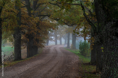 Obraz na plátně misty autumn morning in the countryside; the rural road goes through a large tre