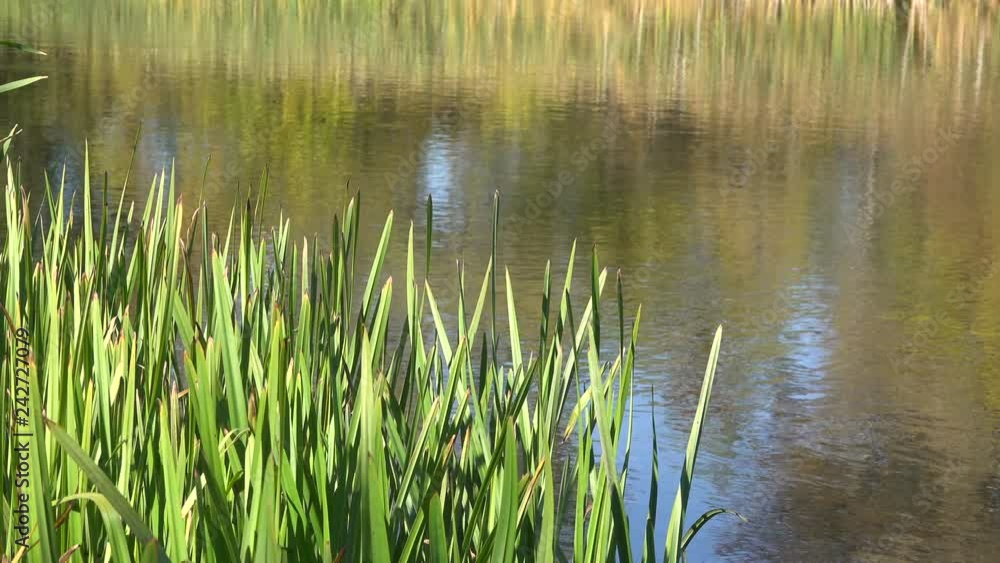 reflection of stalks of reeds on the surface of the water in the river. reflection of stalks of reeds on the surface of the water in the river.