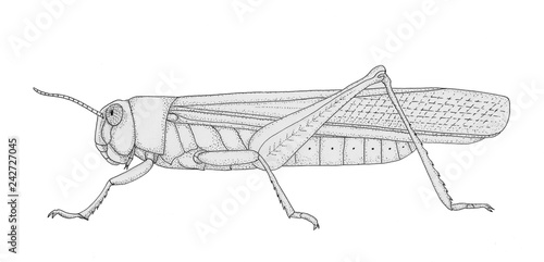 Locust. Drawing pen and ink  illustration. Side view. © Yaroslava