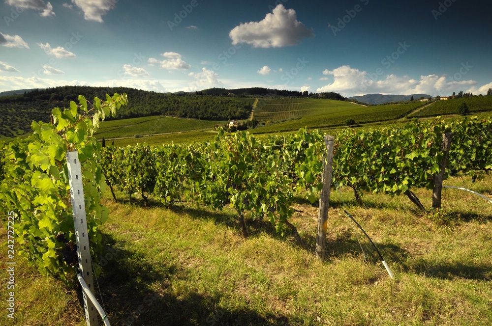 green vineyards with blue cloudy sky near Pontassieve (Florence), Chianti region in Italy.
