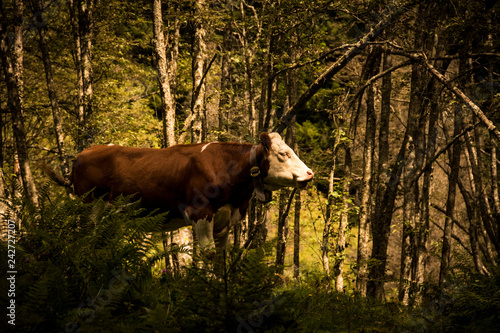 Portrait of a lonely cow in the middle of the forest in the evening light