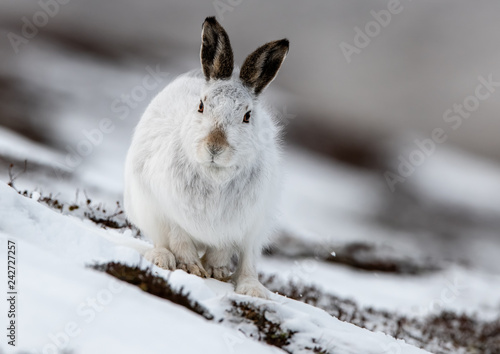Mountain hare