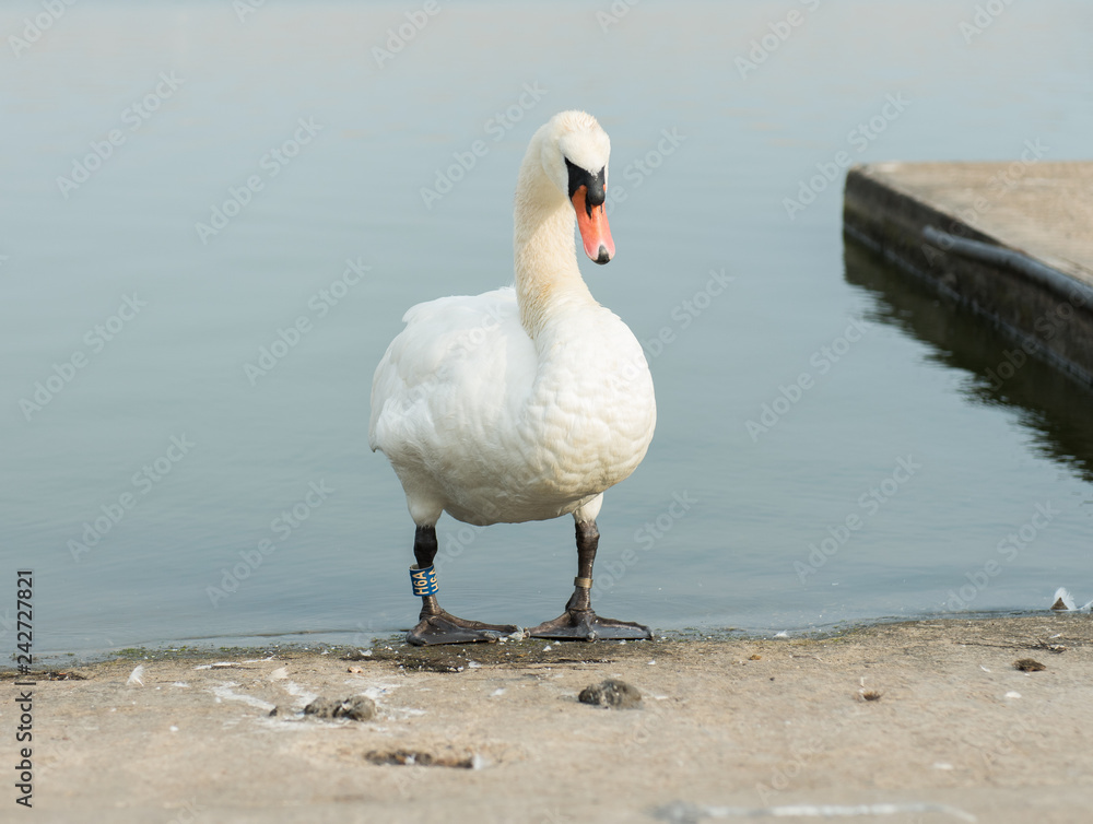 An beautiful white Swan walking out of the water at a empty calm boating pool. beautiful blue sunny day. An beautiful white Swan walking out of the water at a empty calm boating pool. beautiful blue sunny day.