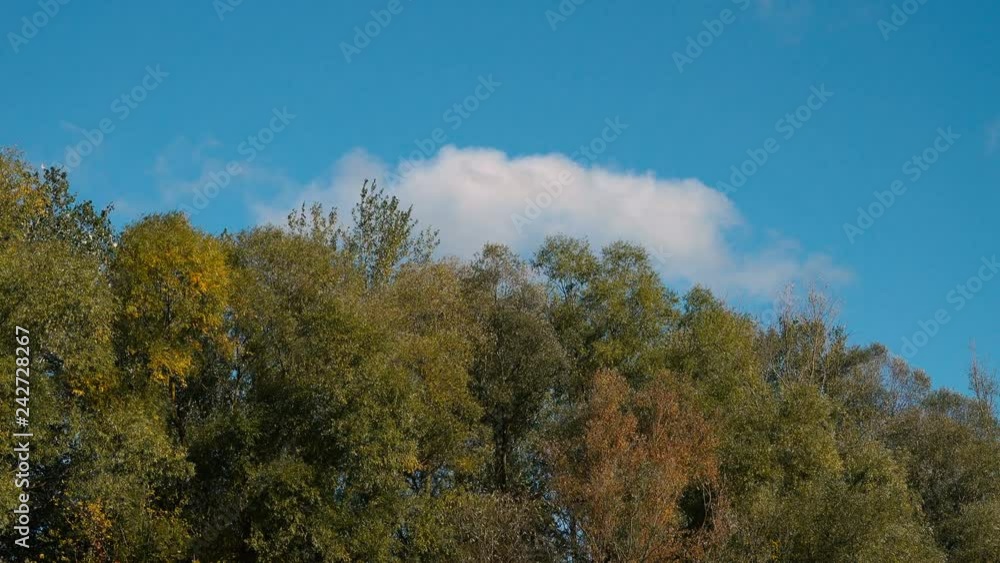 trees and blue sky trees and blue sky