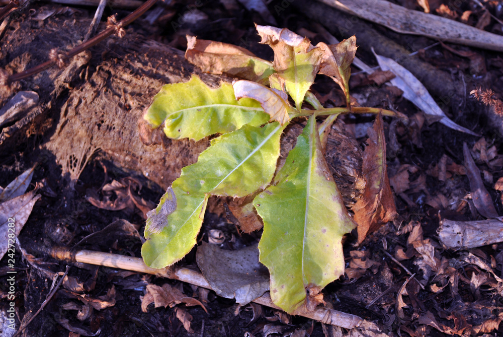 Twig with bright green-yellow leaves and soft blurry soil background Twig with bright green-yellow leaves and soft blurry soil background