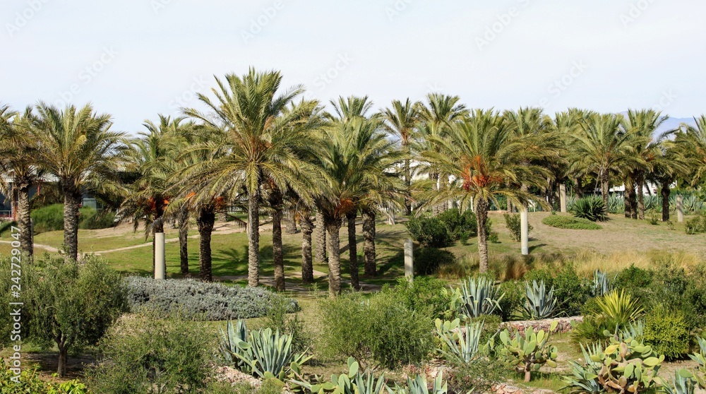 Fototapeta premium Palm trees in recreational park