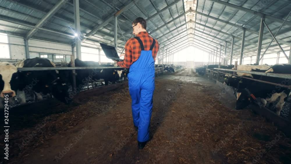 A worker checking cows in a byre, back view. A worker checking cows in a byre, back view.