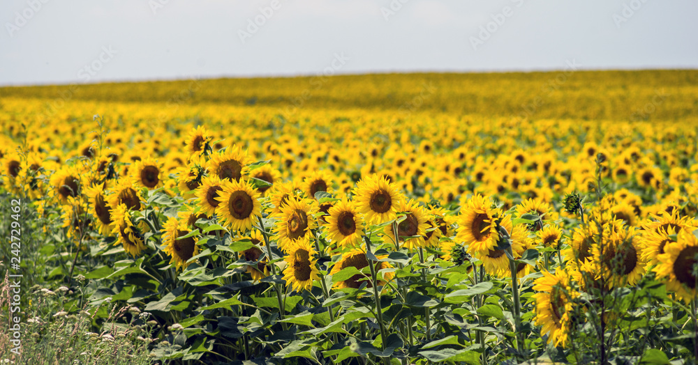 Field with sunflowers against a background of a blue sky. Selective focus.
