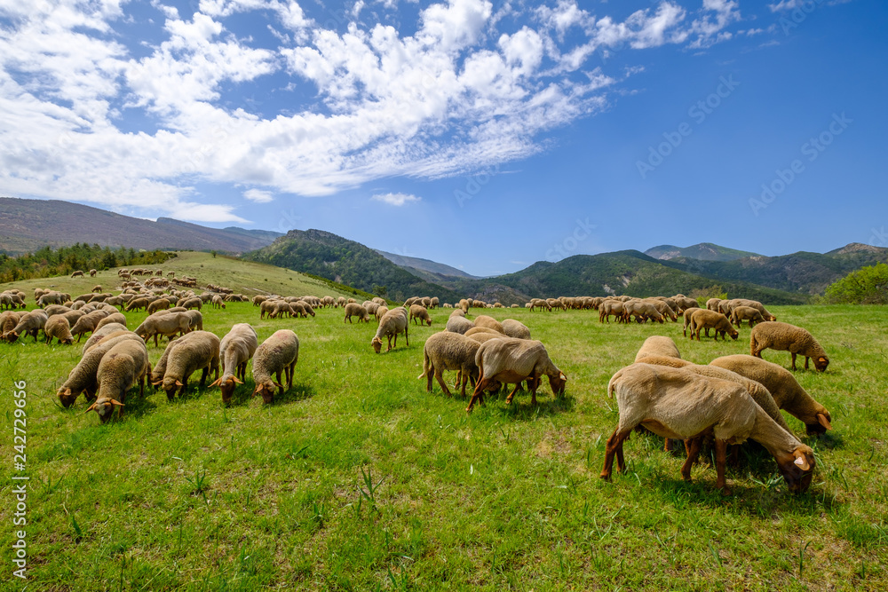 Fototapeta premium Troupeau de moutons sur pâture, Alpes de Haute Provence, Gorges du Verdon, France.