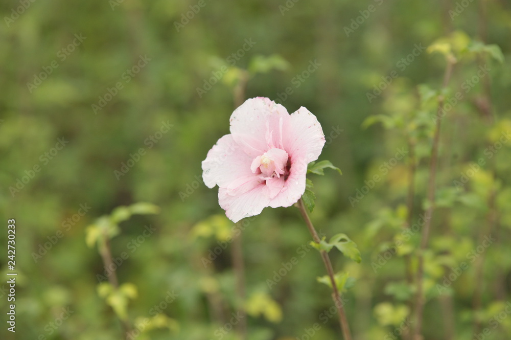 Фотография Hibiscus Diana