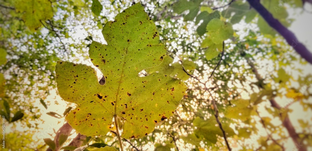 Fototapeta premium leaves