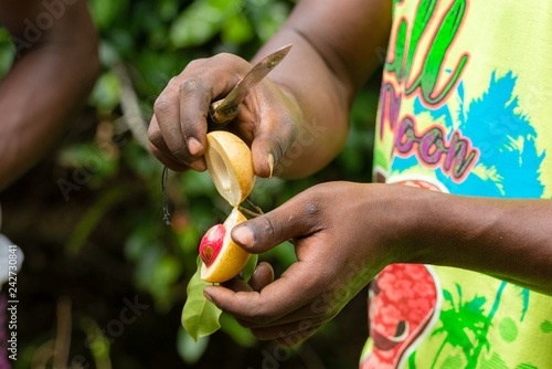 a spice farm worker showing seed pods from a Nutmeg (Myristica fragrans) plant, near stone town, zanzibar, tanzania, africa