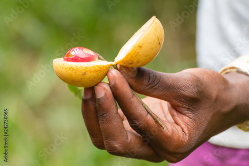 a spice farm worker showing seed pods from a Nutmeg (Myristica fragrans) plant, near stone town, zanzibar, tanzania, africa