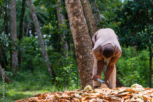 African man peels coconut in the jungle