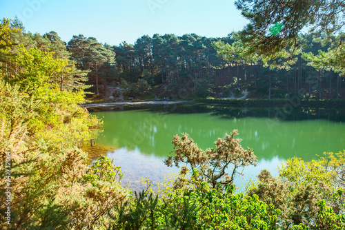 Blue green water in a forest lake with pine trees. Bright sunny day. Blue poole  England.