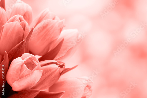 Spring flowers. Tulip bouquet on the bokeh background.