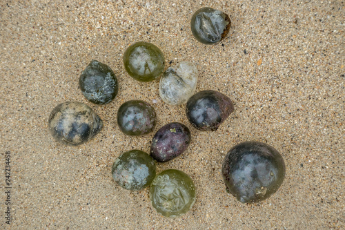 Algae Valonia ventricosa, commonly called bubble algae at the sand beach in the Caribbean sea photo