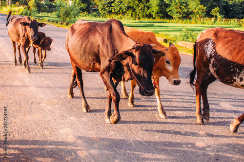 Malnourished cattle passing rice fields in Vietnam Southeast Asia