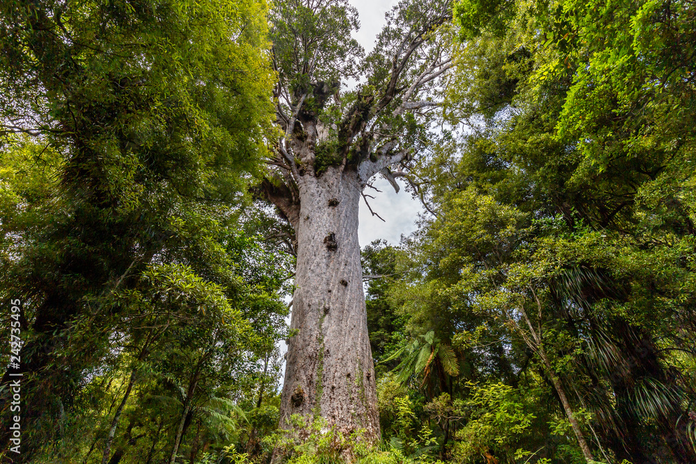 Tane Mahuta, the lord of the forest the largest Kauri tree in Waipoua